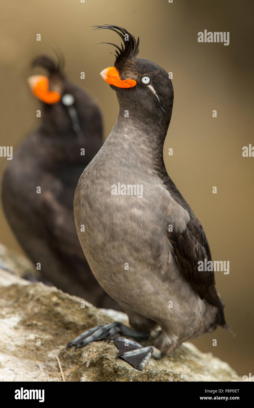 Coppia Crested Auklets sul crinale Foto Stock