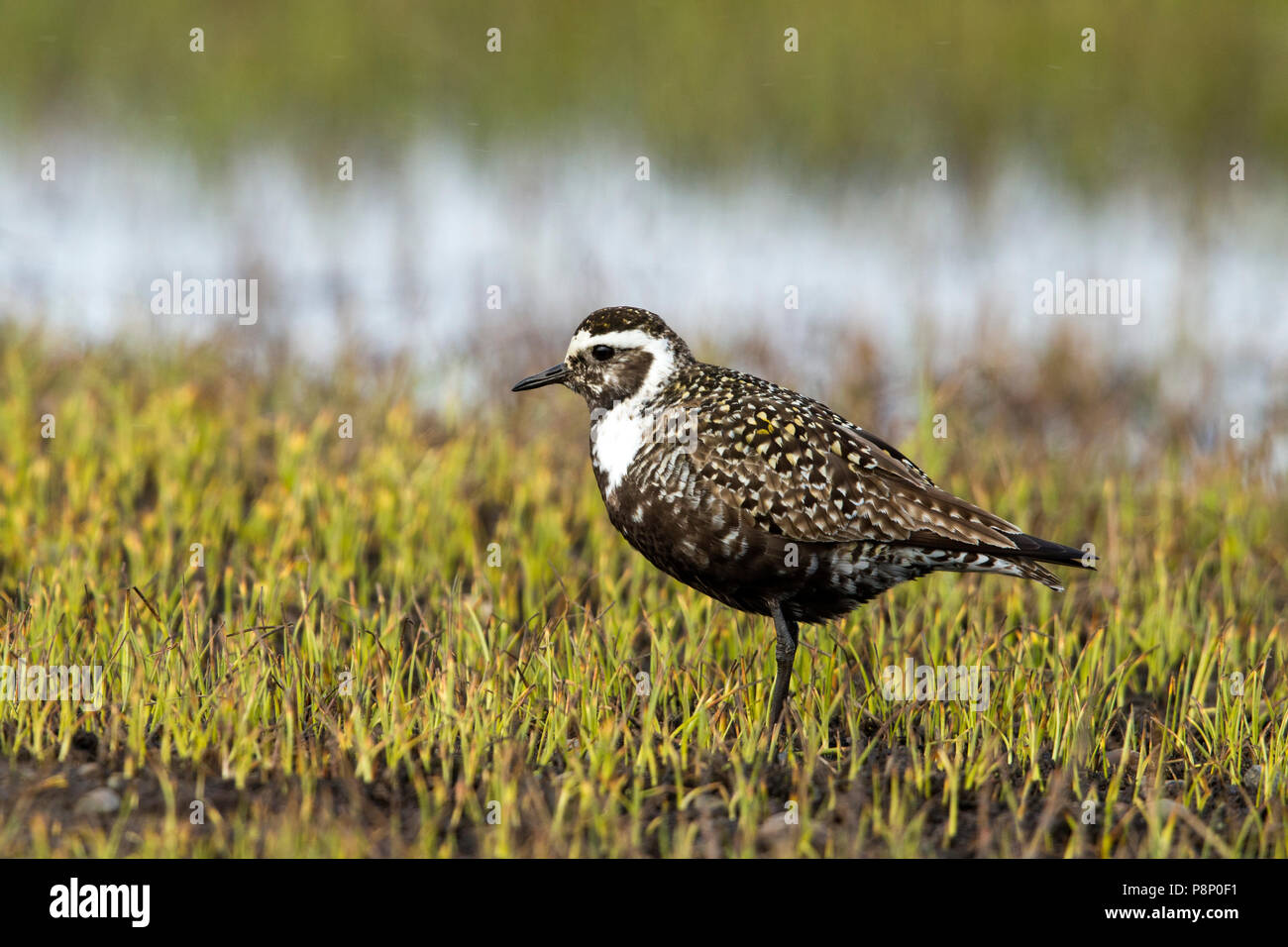 American Golden-Plover (Pluvialis dominica) sulla tundra umido Foto Stock