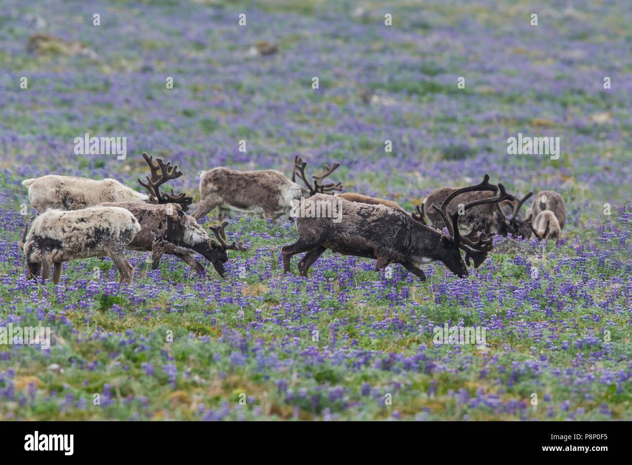 Allevamento di renne (Rangifer tarandus) fouraging nella tundra con la fioritura di lupini dolci Foto Stock