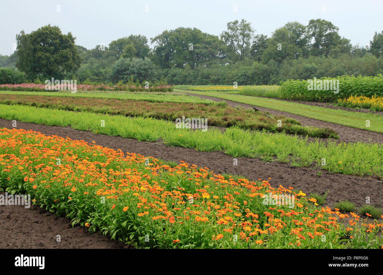 Confina con i giardini di A. Vogel, con Calendula e giardino timo, coltivati per uso medico. Foto Stock