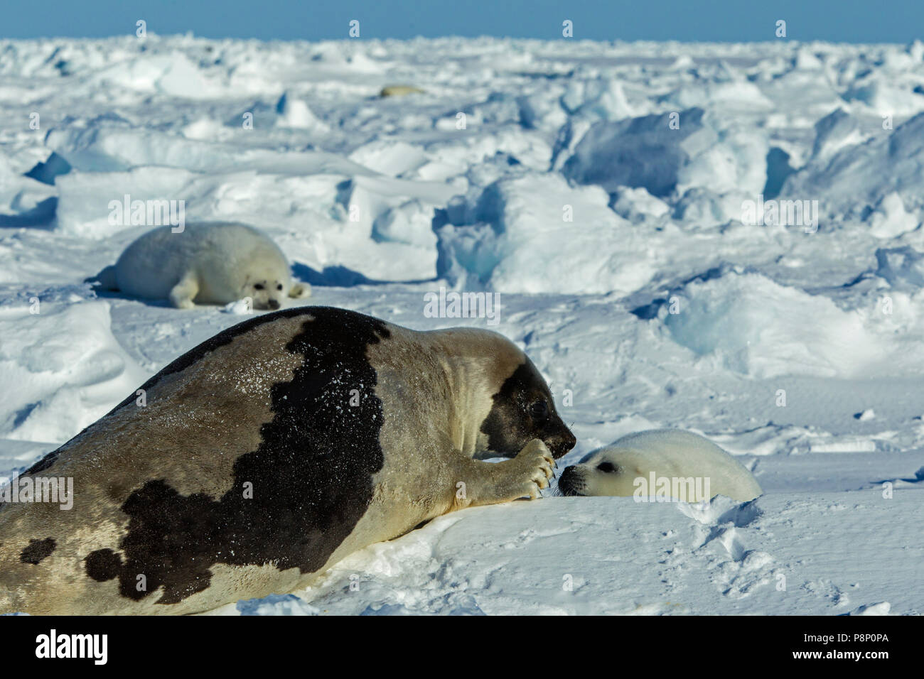 Arpa di tenuta con il pup sul mare di ghiaccio Foto Stock