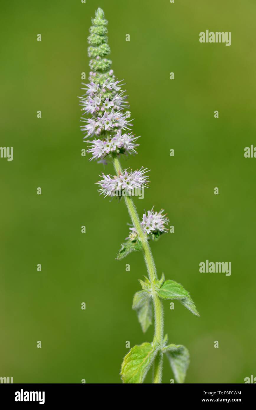Fioritura di menta verde Foto Stock