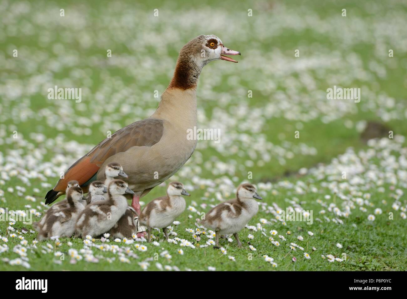 Famiglia di oca egiziana Foto Stock