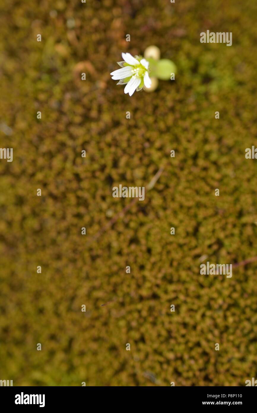 Impianto di Nana di comune mouse-orecchio fioritura tra moss Foto Stock