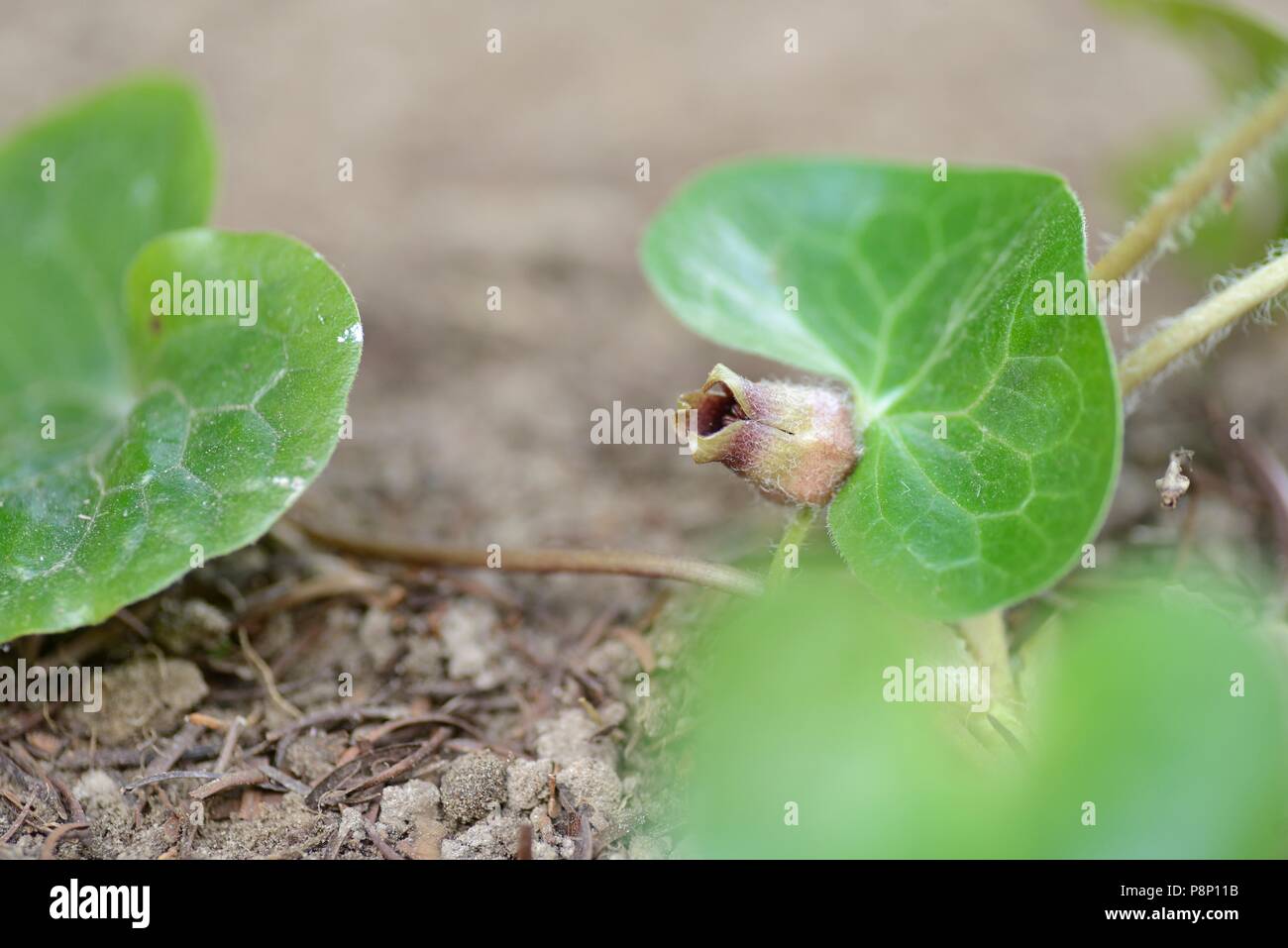 Fioritura selvatico europeo lo zenzero Foto Stock