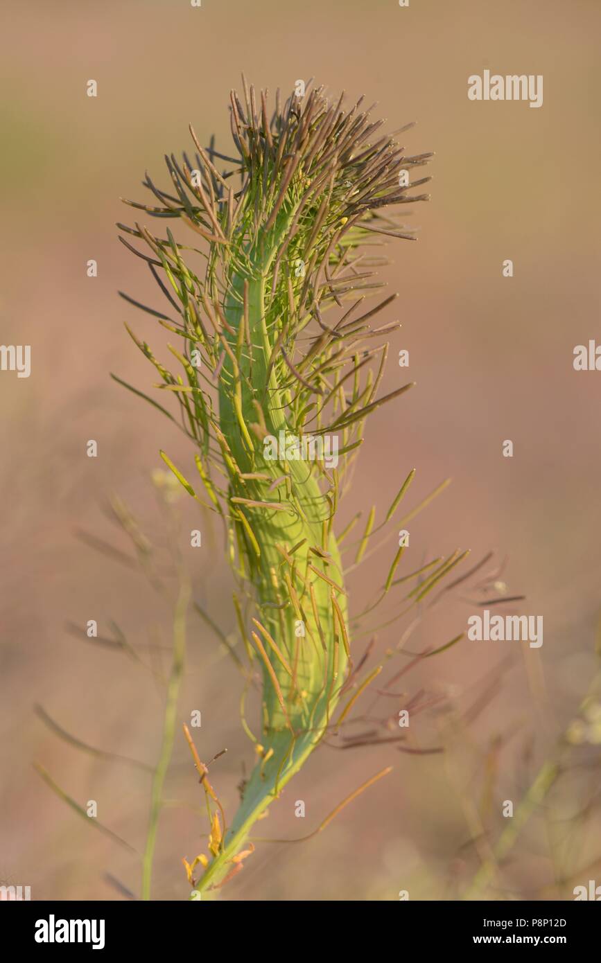 La fruttificazione Thale Cress con fasciation Foto Stock