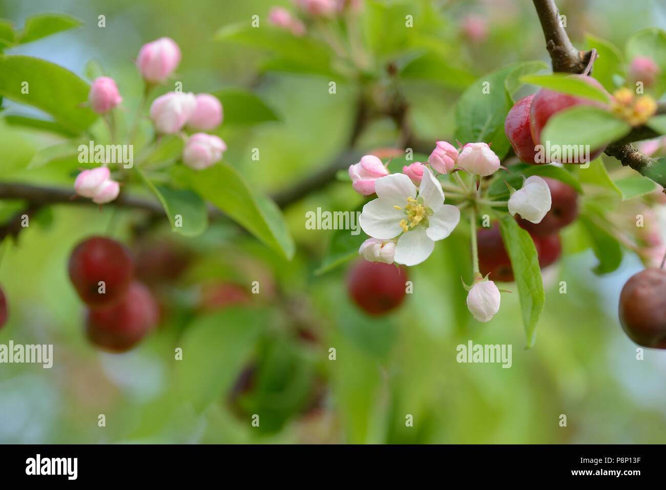 A causa del caldo inverno uccelli hanno avuto alcun interesse nella alimentazione dei crabapples e sono ancora appesi alla struttura quando i fiori sono di apertura Foto Stock