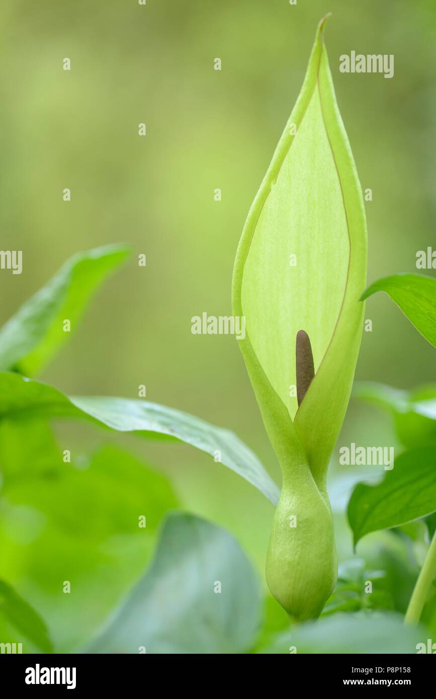 Fiore di signori e signore Foto Stock