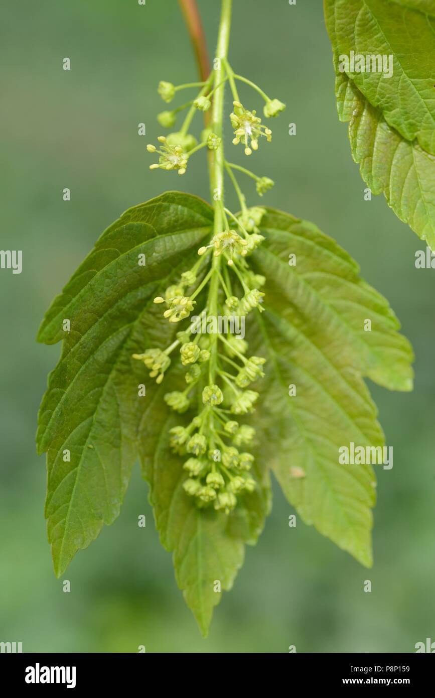 Fioritura di platano Foto Stock