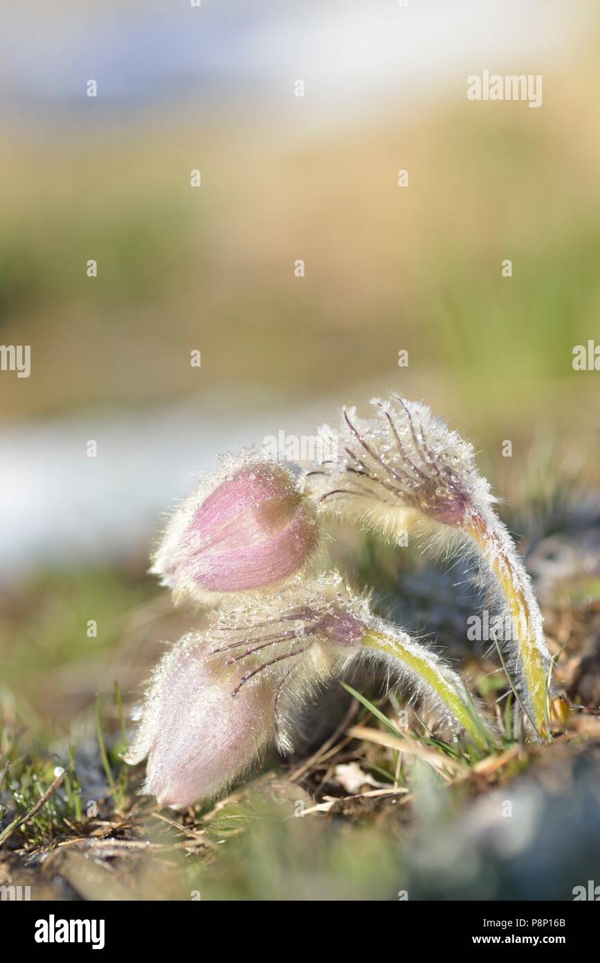 Fioritura primavera "Pasque fiore di alta quota dopo una notte fredda Foto Stock