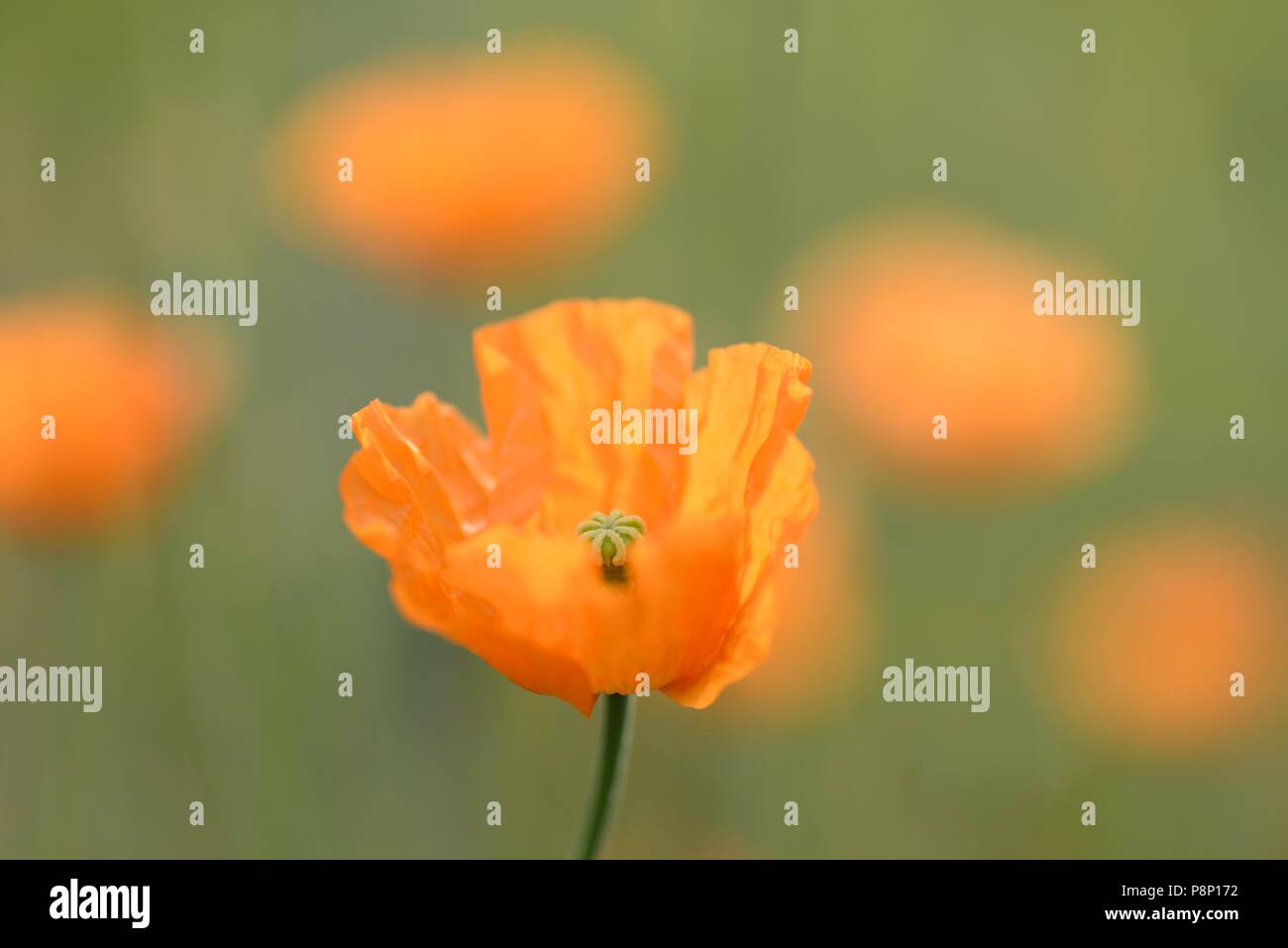 Fioritura Atlas un papavero recentemente naturalizzato fiore, soprattutto in ambienti urbani Foto Stock
