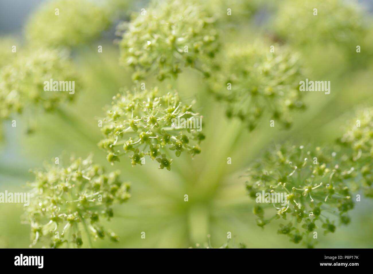 Radici di Angelica cresce su rivershore Foto Stock