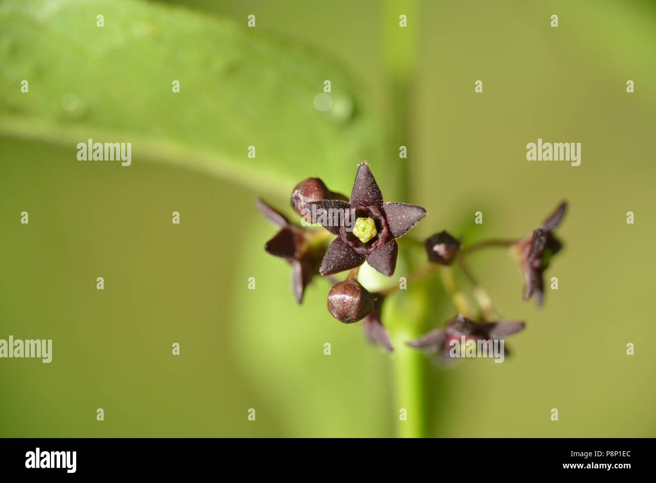 Fioritura Black swallow-wort, un esotico fiore invasiva Foto Stock