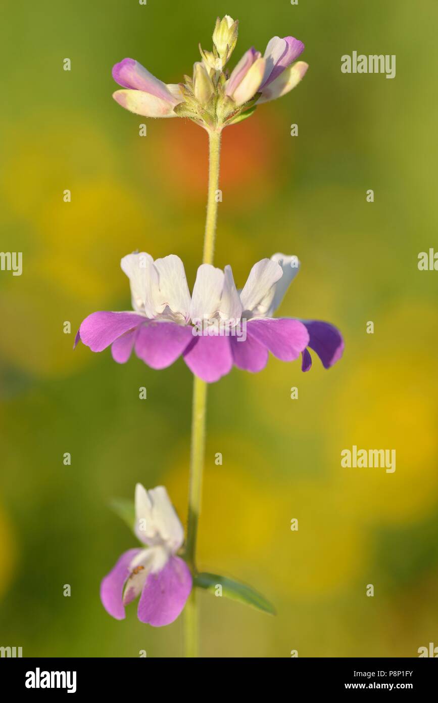 Fioritura cinese-CASE Foto Stock