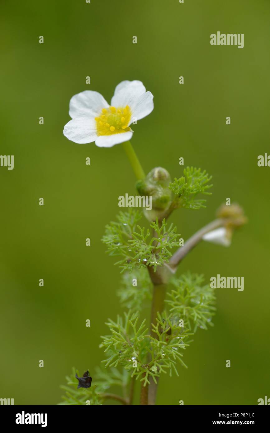 Fioritura di fan-lasciava in acqua-stella Foto Stock