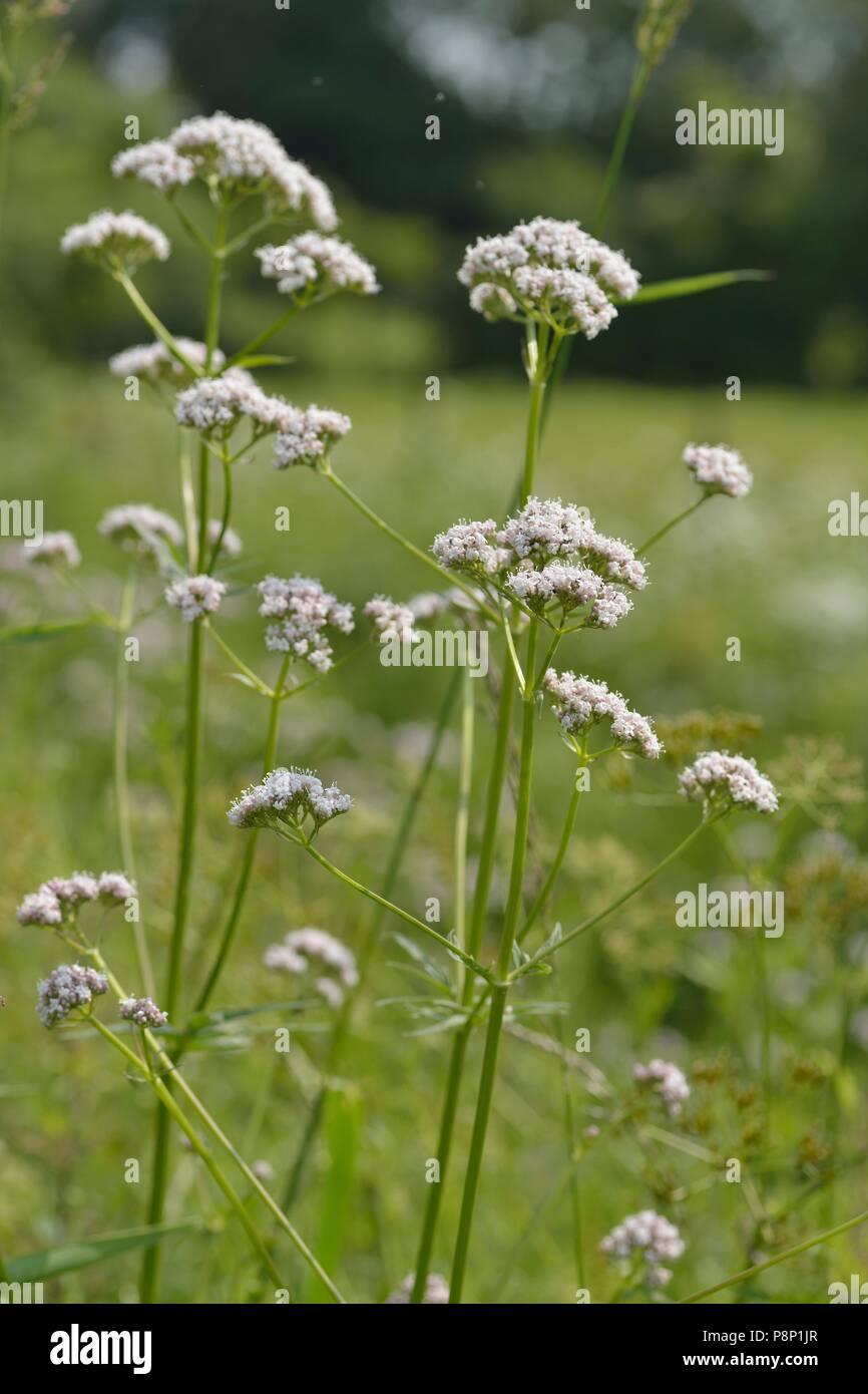 Fioritura di Valeriano Foto Stock