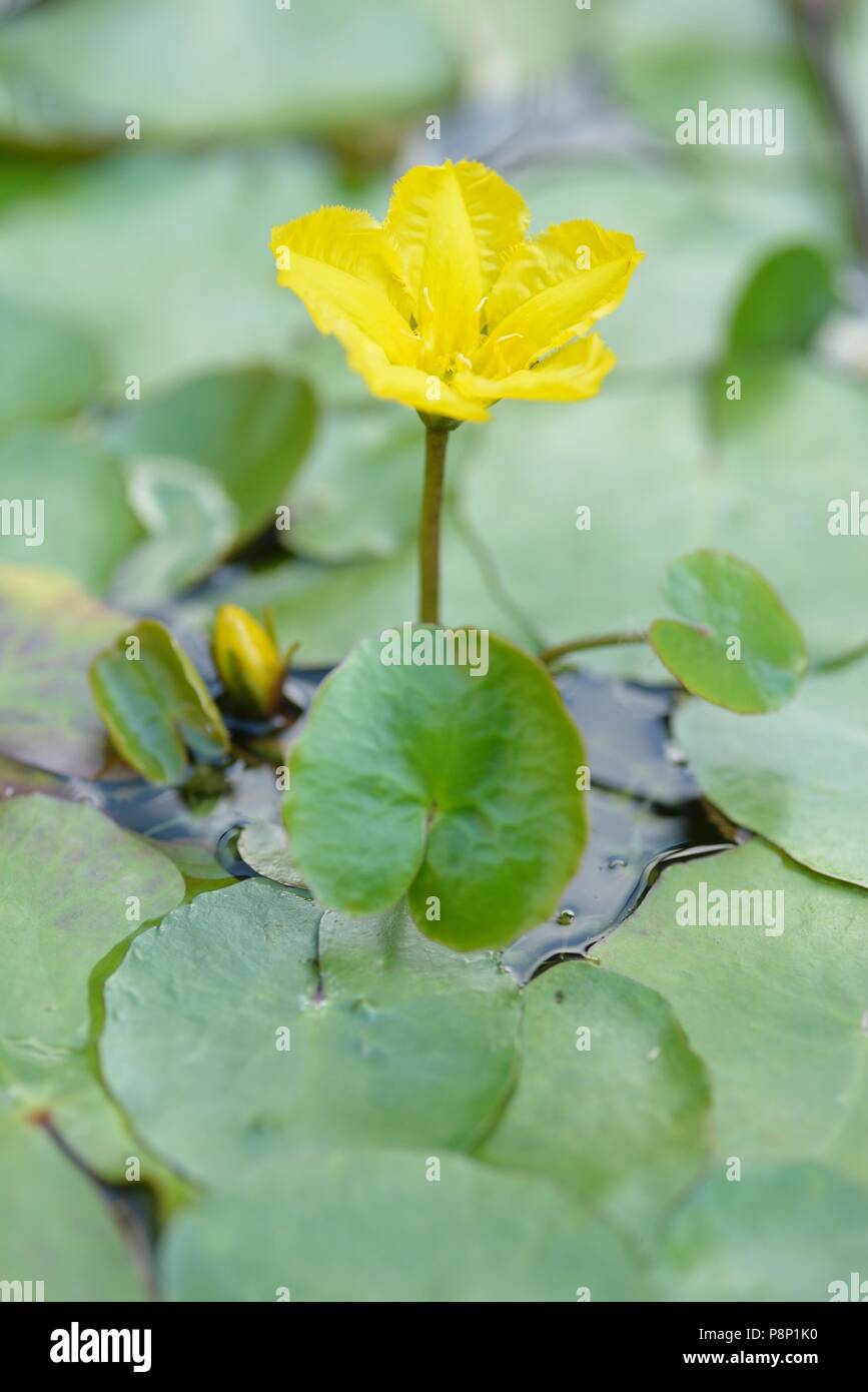 Fioritura orlata Waterlilly Foto Stock