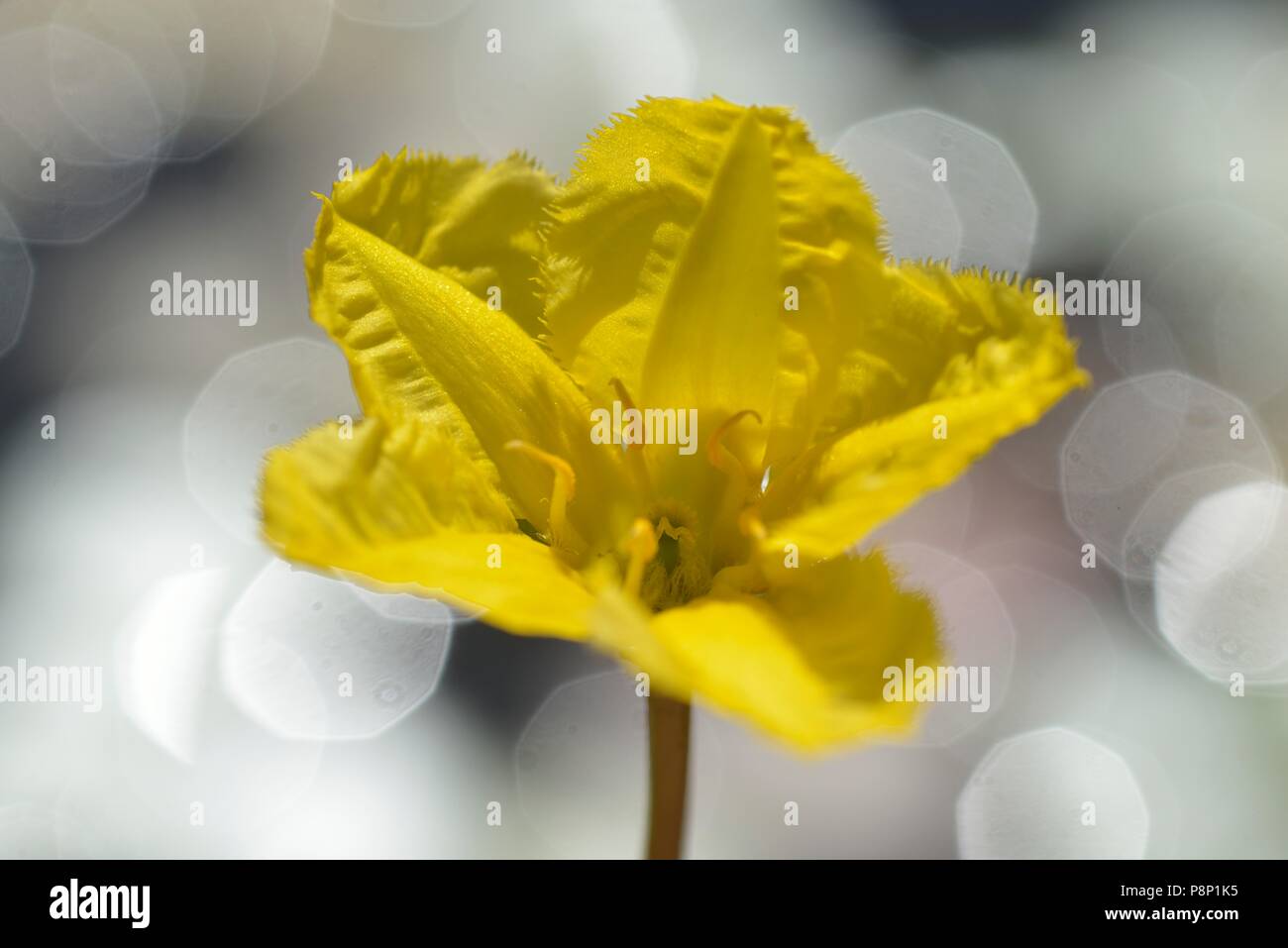 Fioritura orlata Waterlilly Foto Stock