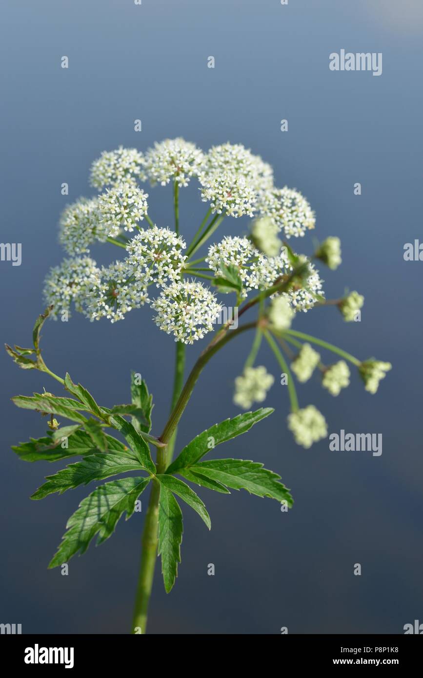 Fioritura Cowbane su Riverside Foto Stock