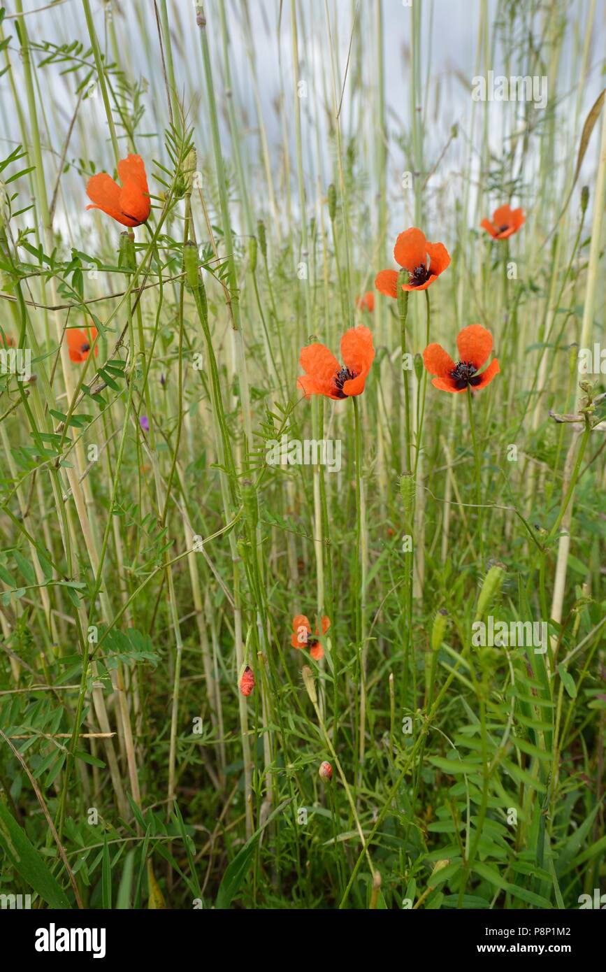 Fioritura di papavero coccolone in wheatfield Foto Stock