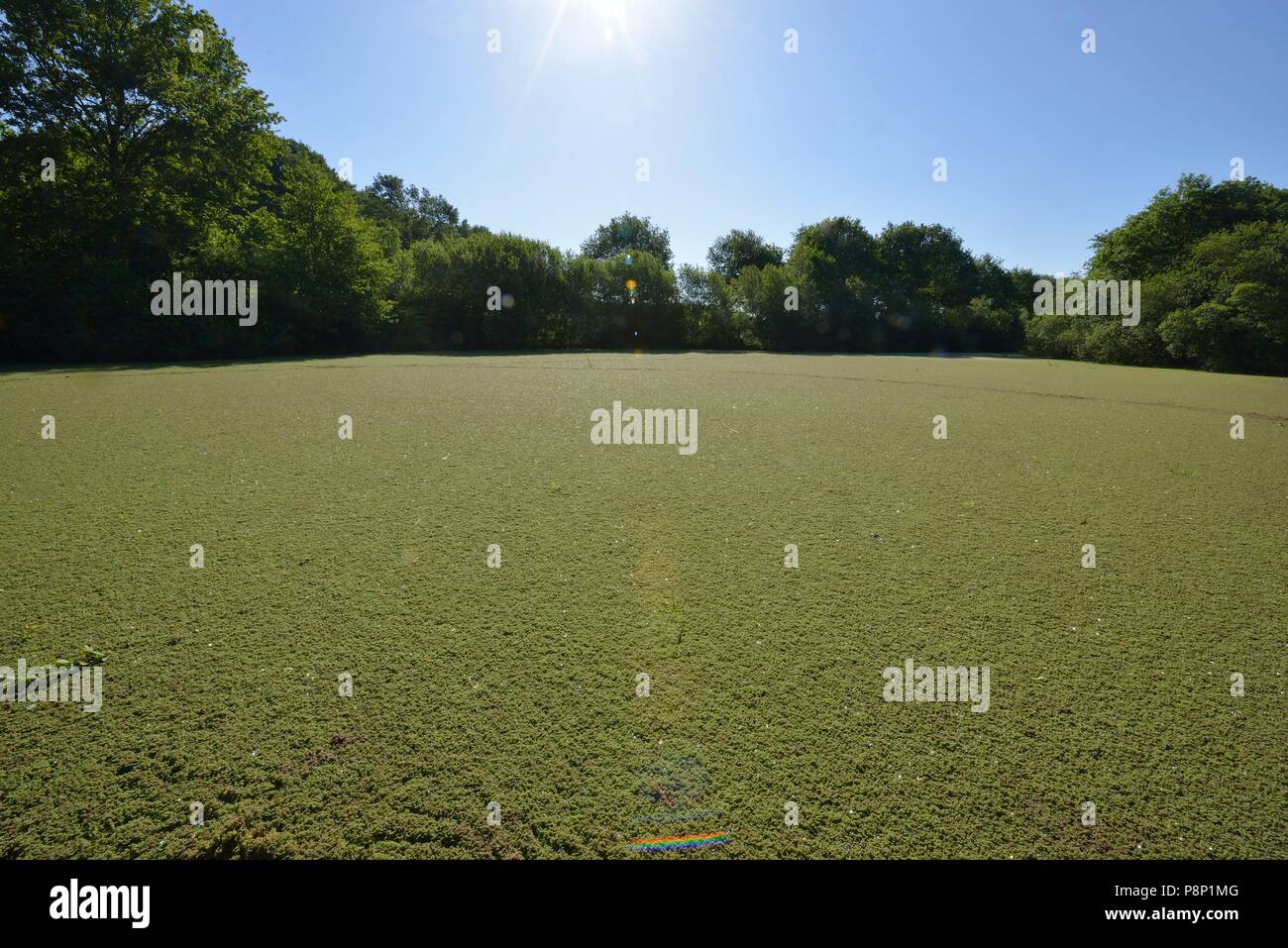 La vegetazione di massa di acqua felce in canal Foto Stock