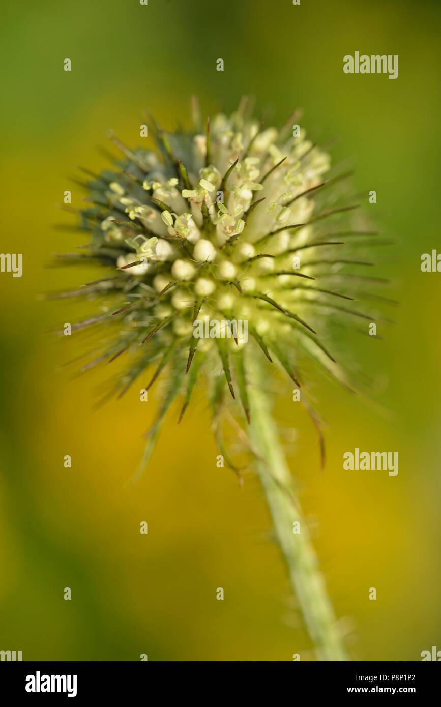 Giallo-Teasel fiore cresce su ruvida bagnata Foto Stock