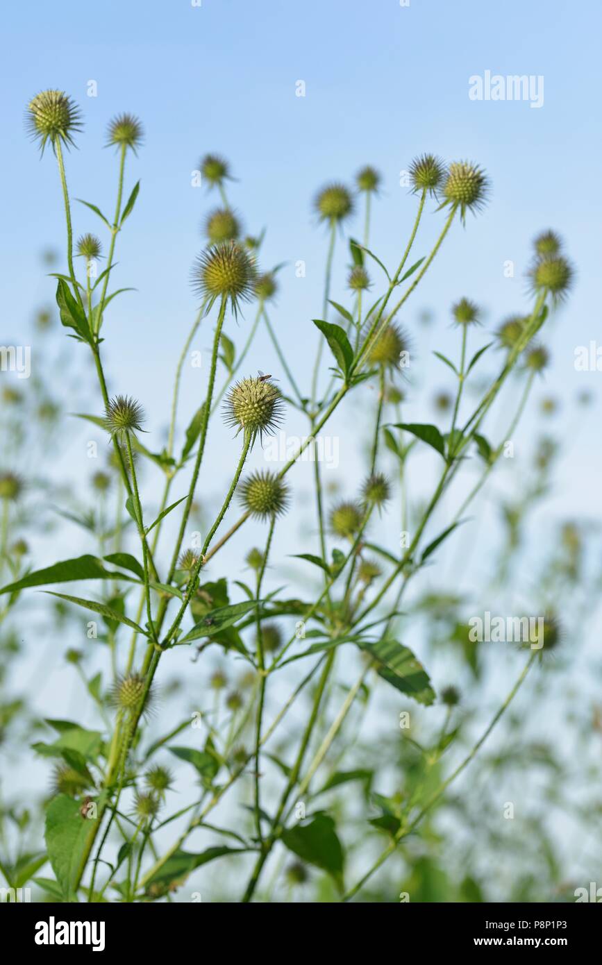 Giallo-Teasel fiore cresce su ruvida bagnata Foto Stock