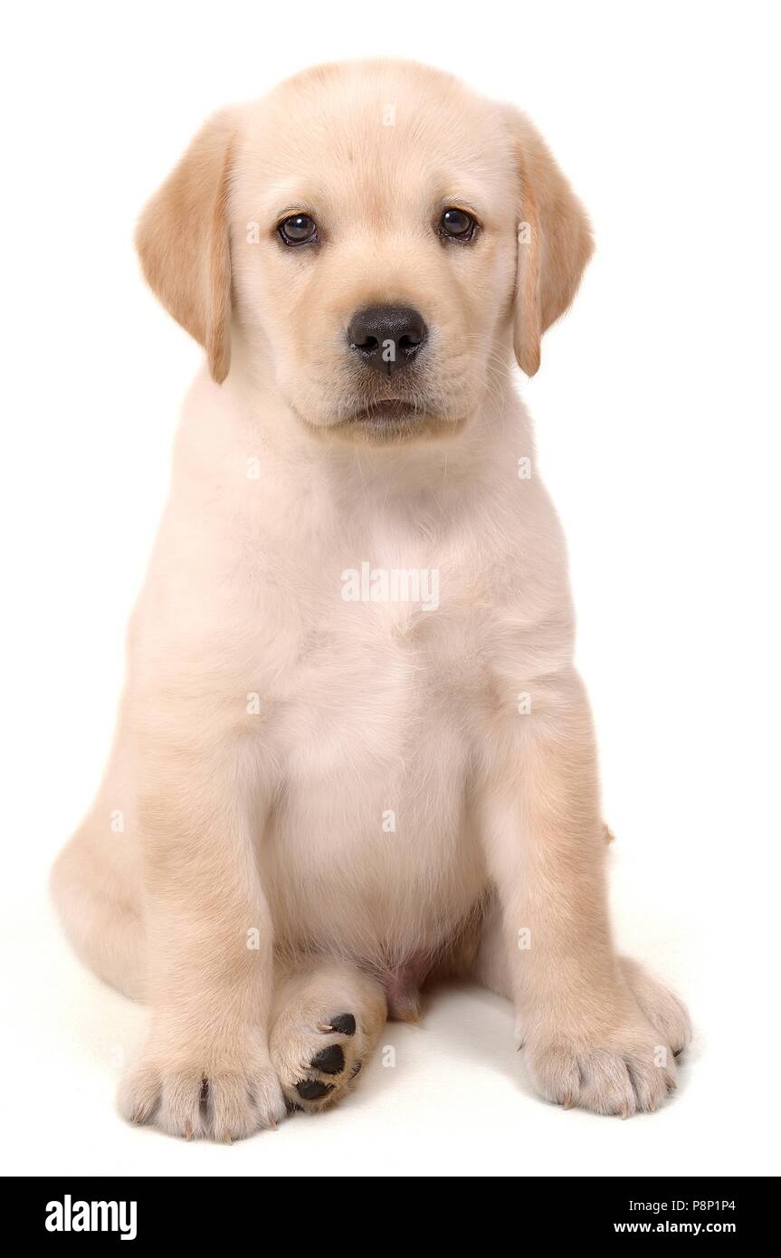 Foto di un cucciolo di Labrador in studio. Foto Stock