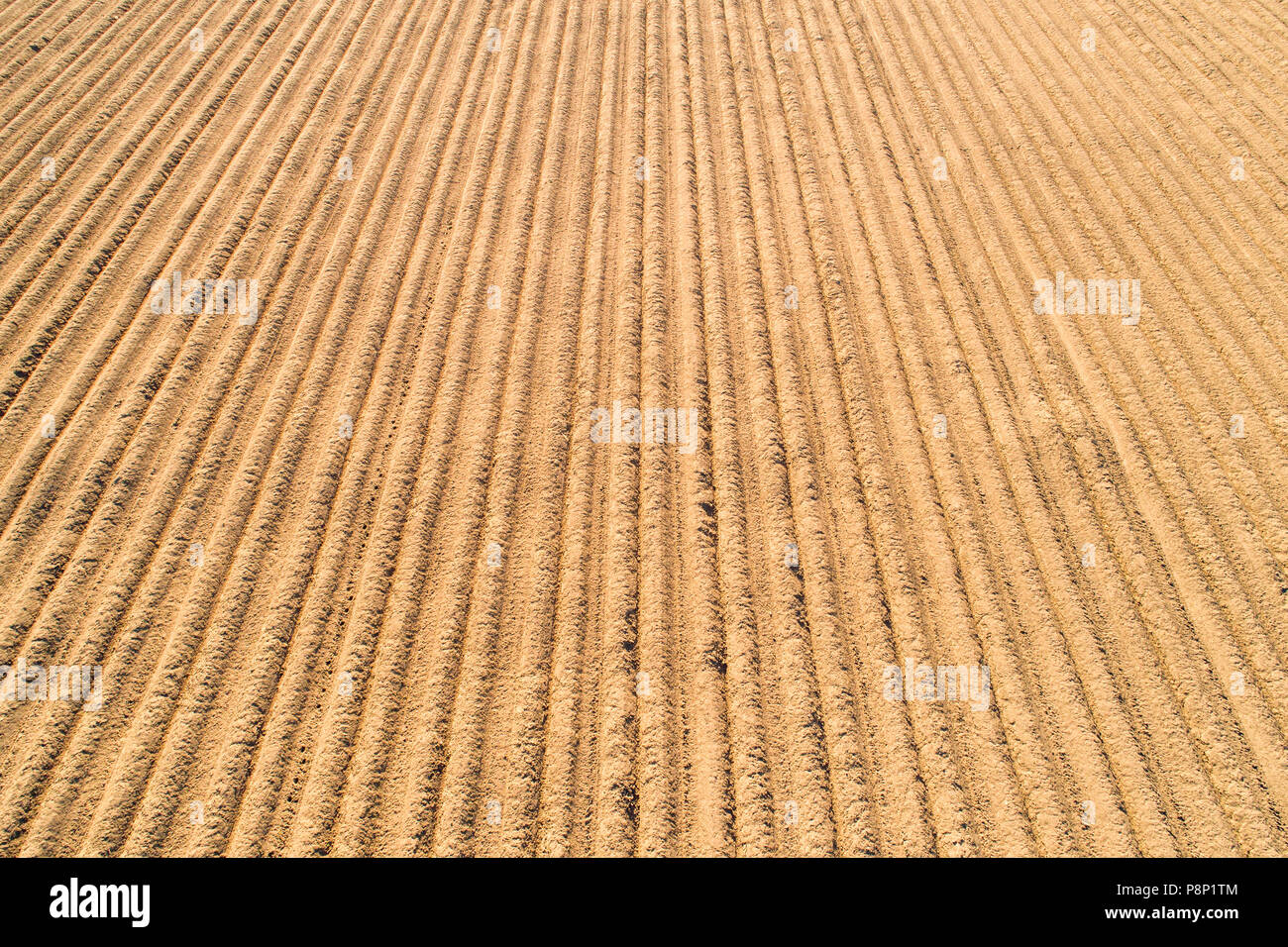 Righe di arare il campo di patate vista aerea. Brown la tessitura del suolo. Campo agricolo sfondo. Foto Stock