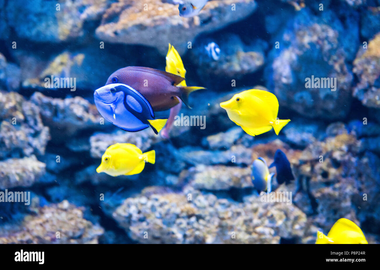 Pesci tropicali sulla barriera corallina Foto Stock