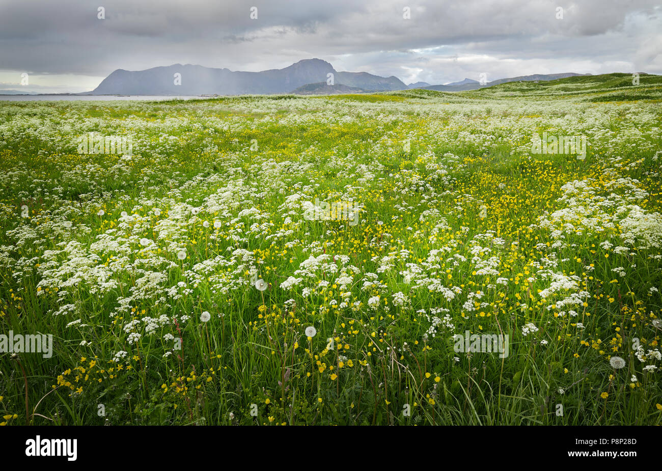 Campo con fiori sulle Lofoten in primavera Foto Stock