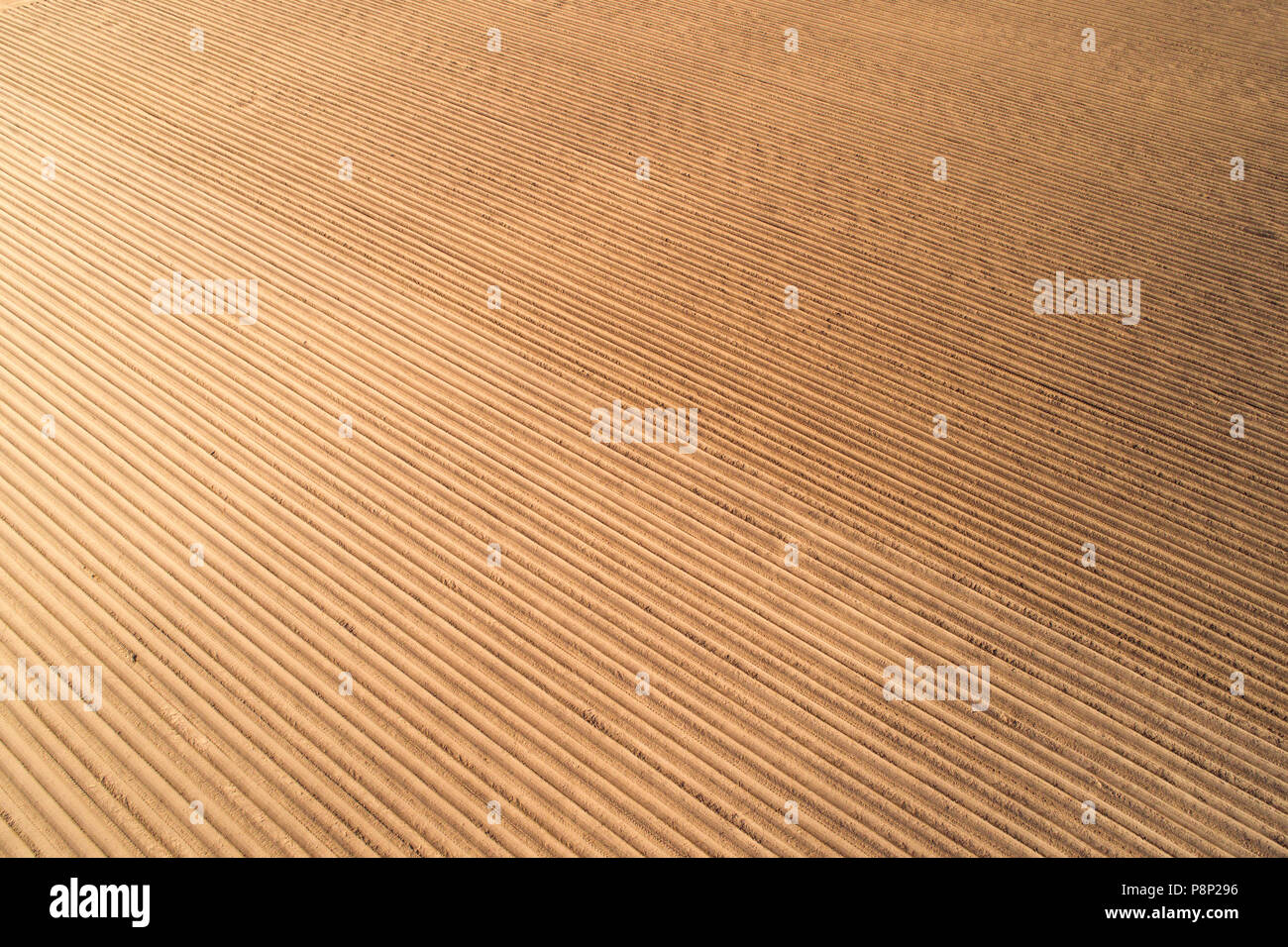 Texture di marrone campo agricolo. Campo di patate in righe drone vista. Foto Stock