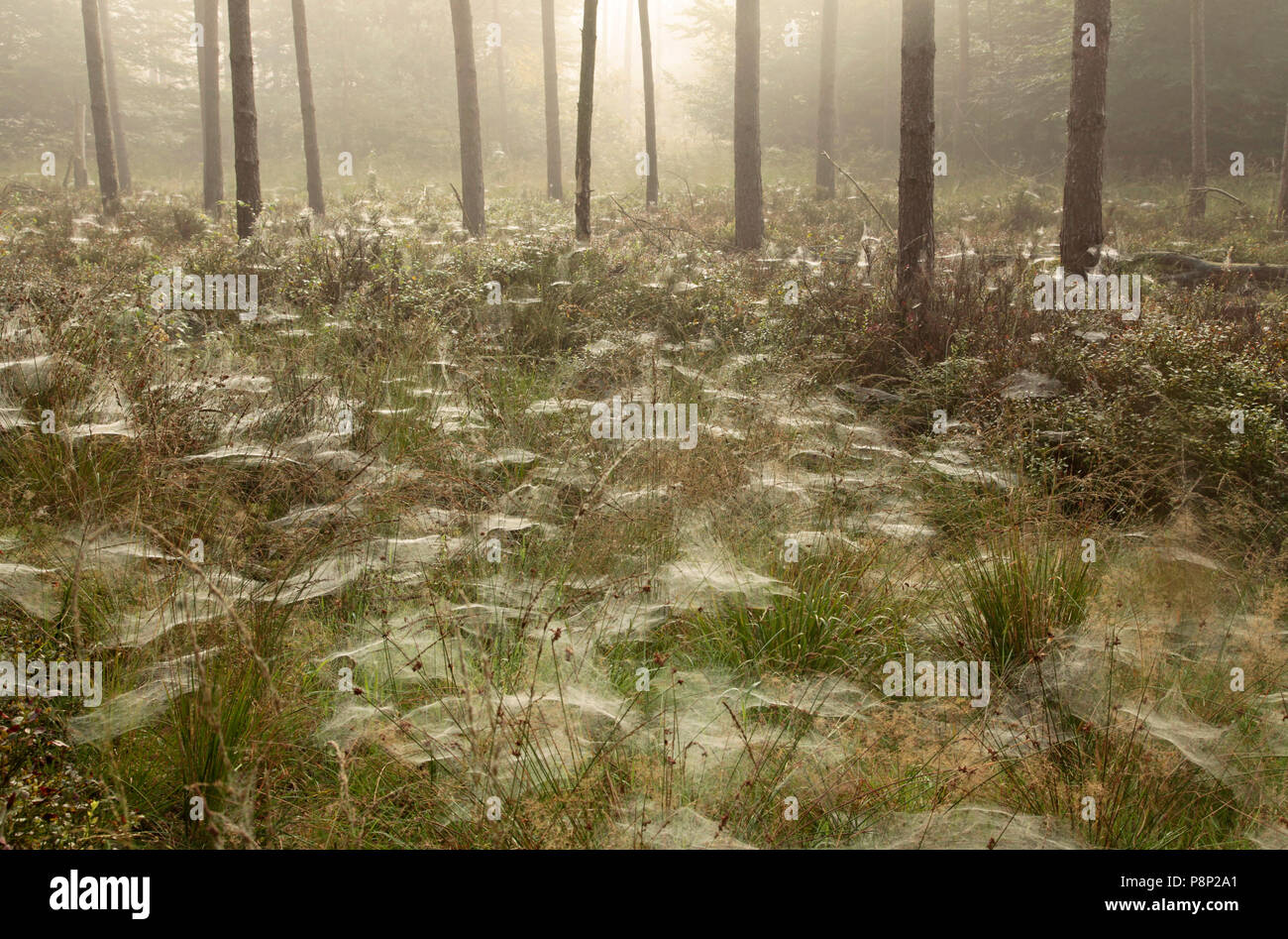 Nebbia di mattina in una foresta di pini (pino silvestre). Molti rugiadoso spiderwebs tra il mirtillo ed erba. Foto Stock