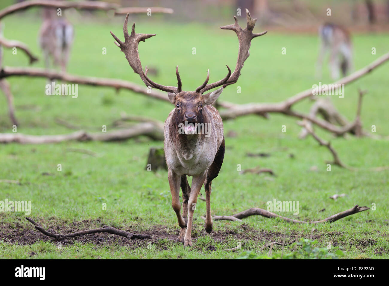 Daini bicchieratura durante il deer rut Foto Stock
