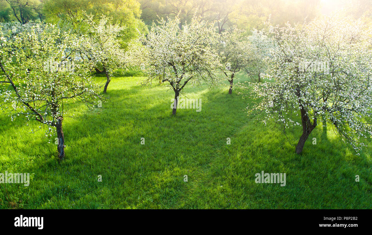 Bellissimo giardino di frutta con alberi in fiore. Molla dello sfondo. La molla giardino soleggiato. Foto Stock
