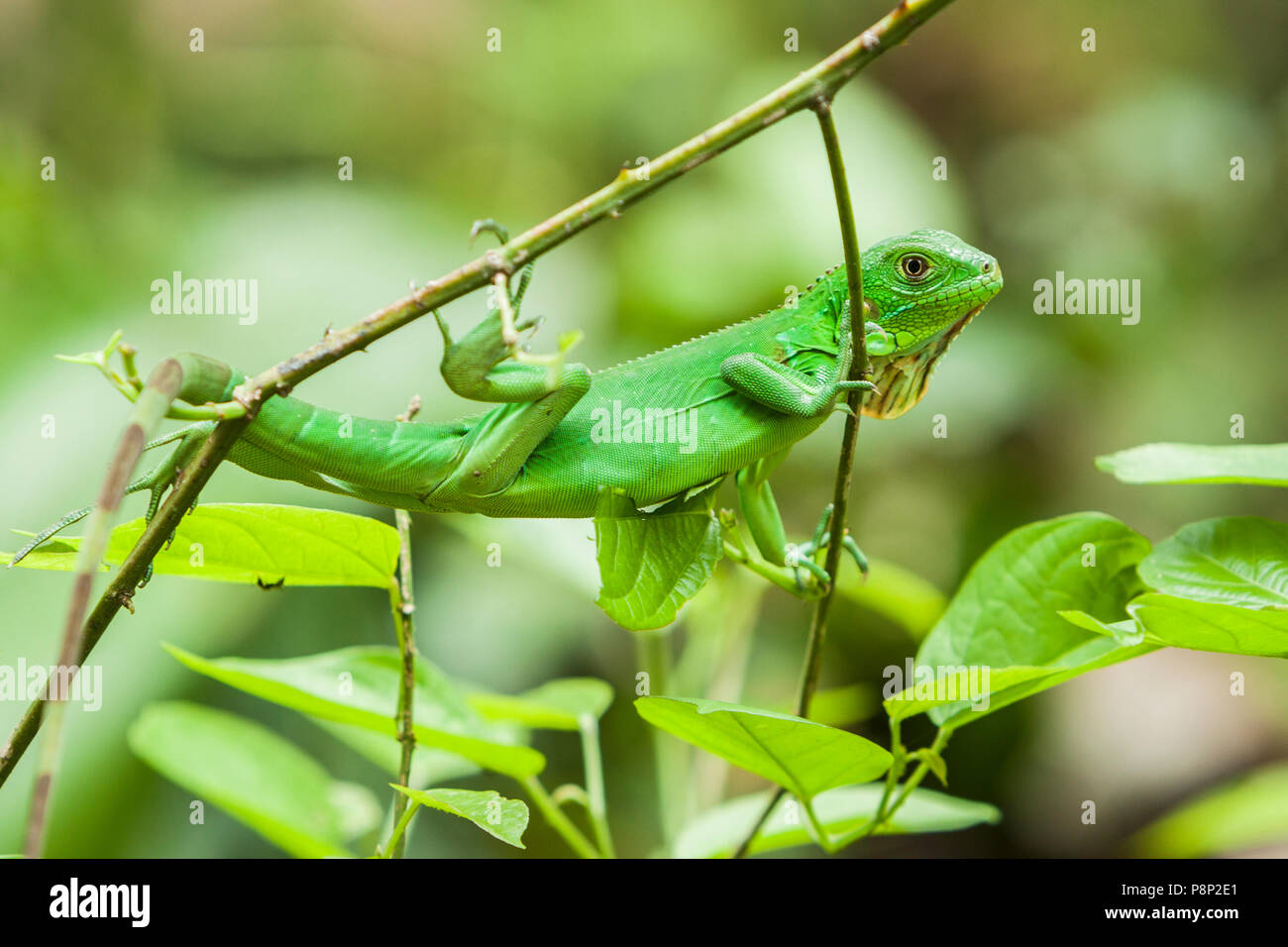 I capretti verde (Iguana Iguana iguana) seduti nelle boccole Foto Stock