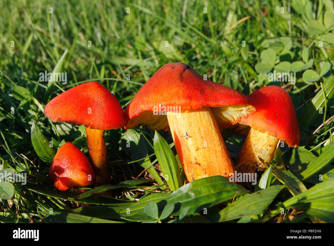 Un gruppo di conica cappucci viscido nella prateria Foto Stock