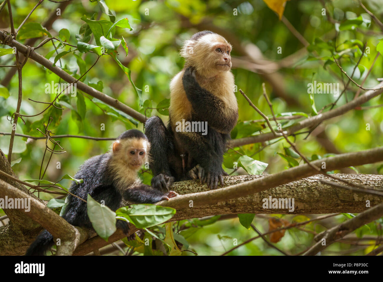 Di fronte bianco scimmia cappuccino (Cebus capucinus) con i giovani nella struttura ad albero Foto Stock
