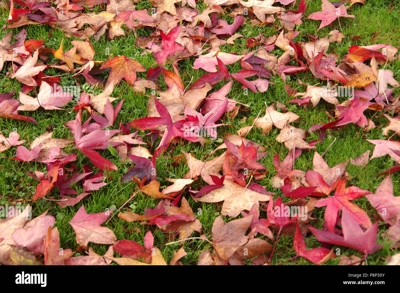 Caduta foglie di American Sweetgum in autunno colori sull'erba Foto Stock