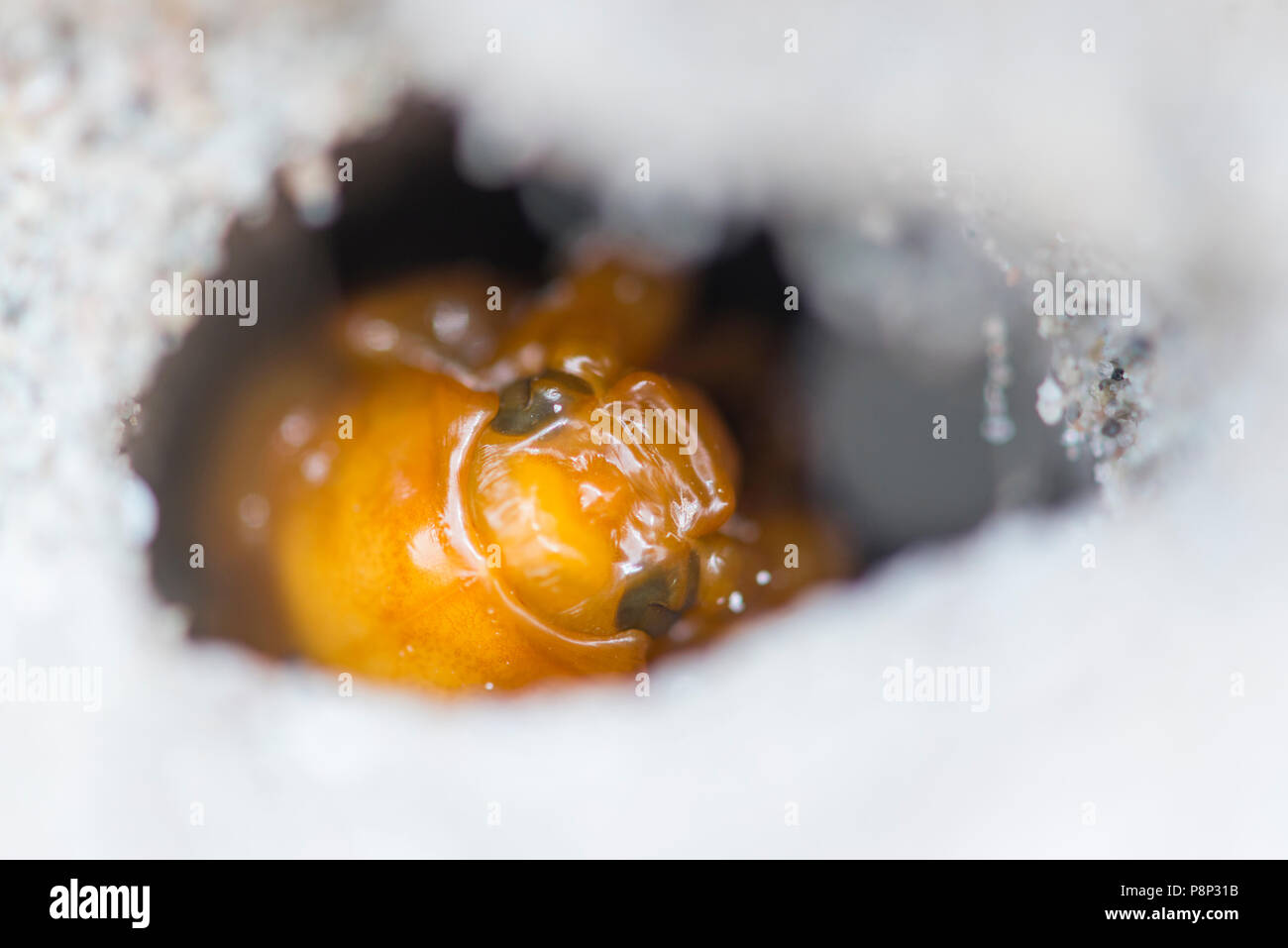 Pino larve chafer Foto Stock