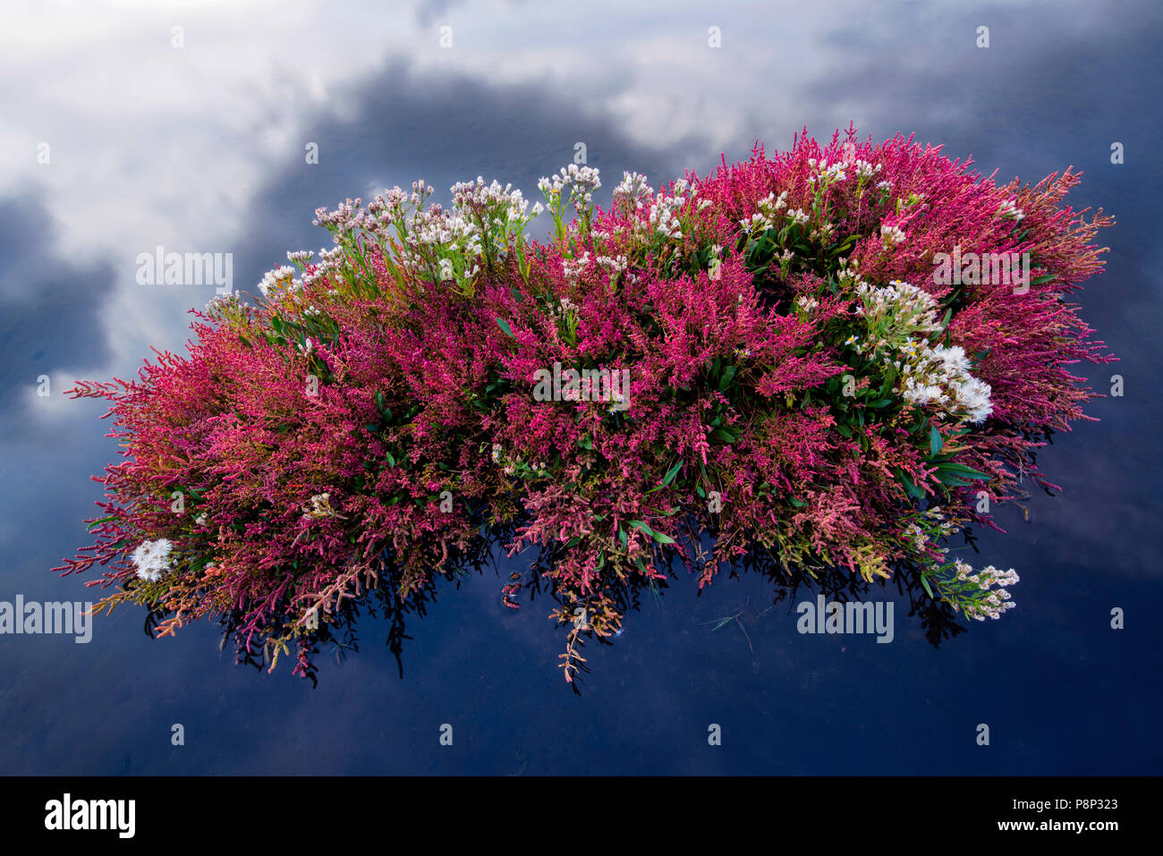 Closeup saltmarsh nel Oosterschelde National Park in ottobre con i colori autunnali e metalic biofilm con ironbacteria indicando ricchi di ferro acqua Foto Stock