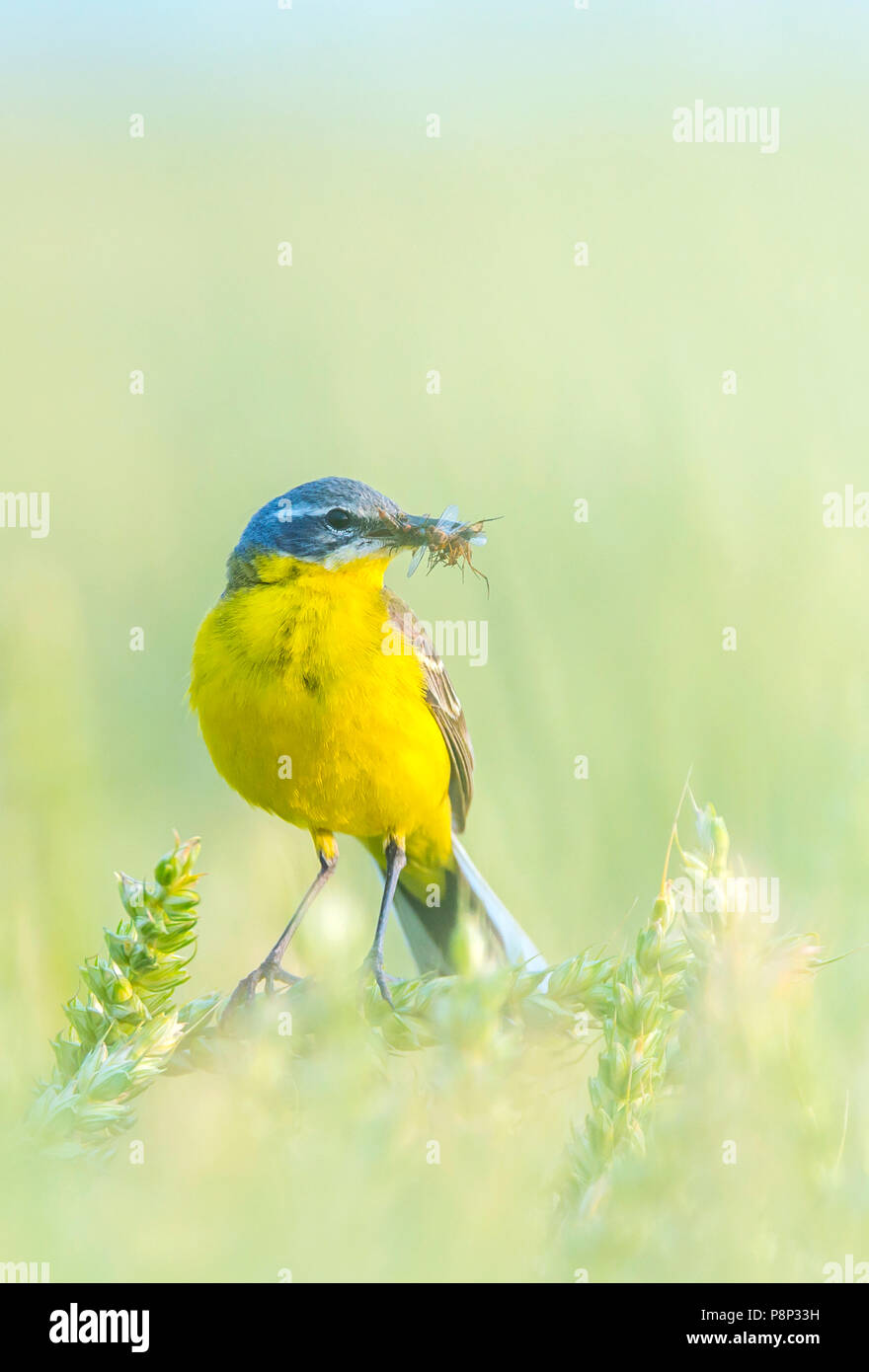 Blue-headed Wagtail con gli insetti catturati Foto Stock