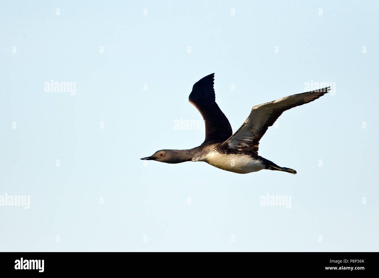 Flying Red-throated Loon Foto Stock