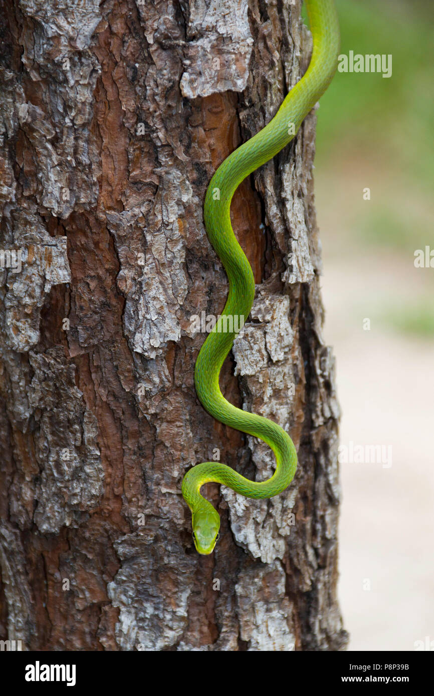 Una ruvida green snake (opheodrys aestivus) in una struttura ad albero Foto Stock
