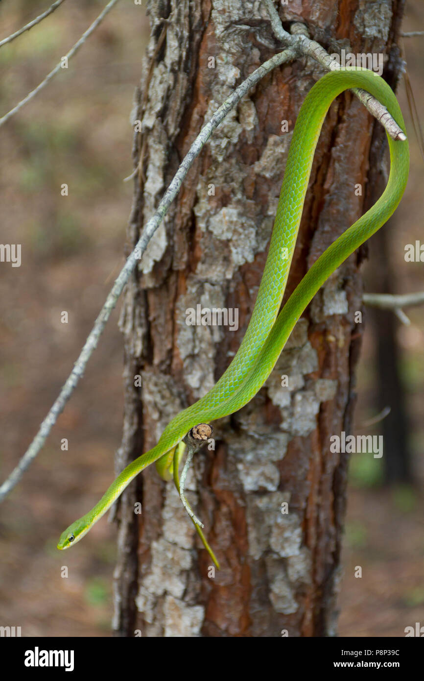 Una ruvida green snake (opheodrys aestivus) appesi a un ramo Foto Stock