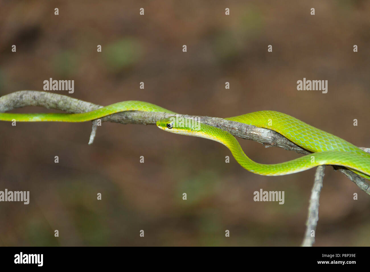 Una ruvida green snake (opheodrys aestivus) salendo su un lembo di albero. Foto Stock