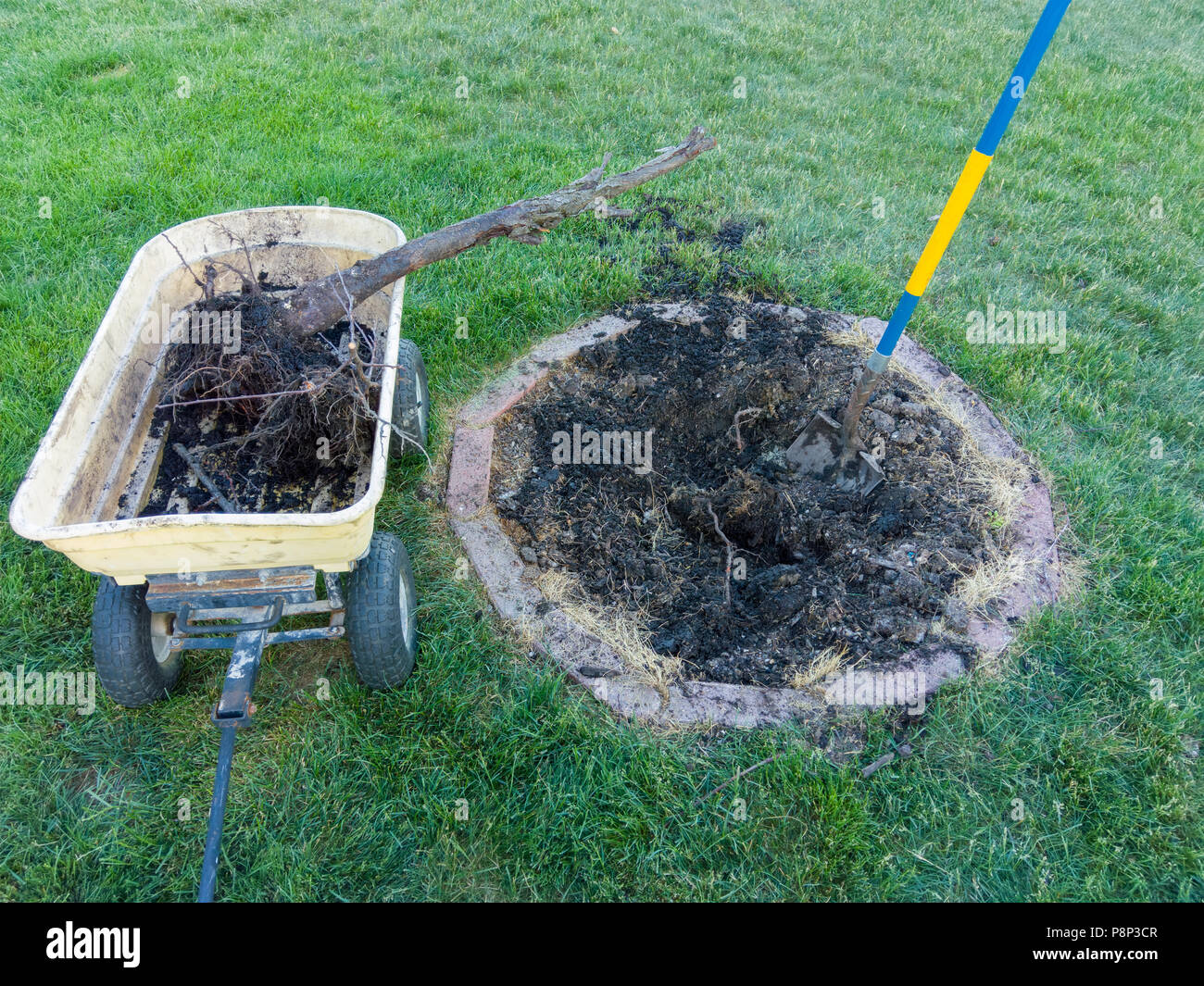 La manutenzione del giardino la rimozione di un albero morto da una piccola aiuola circolare nel centro di un prato con una carriola gialla Foto Stock