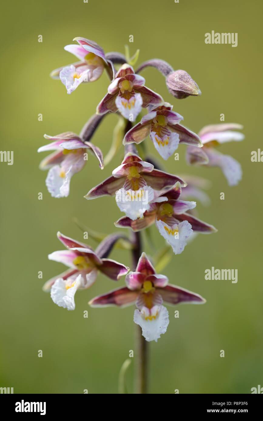 Close-up di stelo e fiori bianchi di elleborina palustre in una duna umido valle del North Holland riserva naturale di dune in Heemskerk Foto Stock