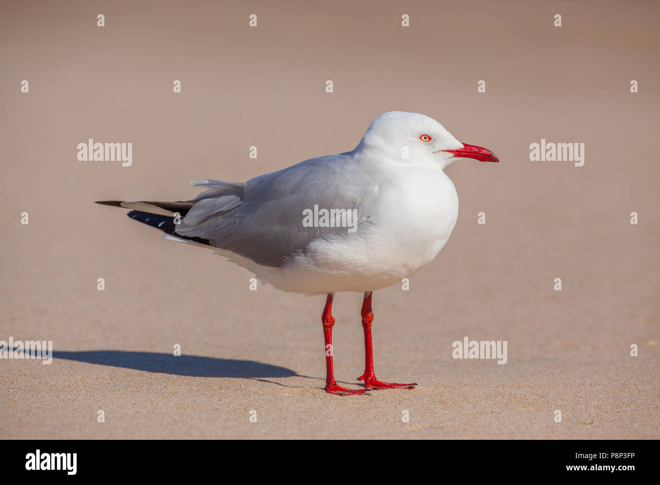 Argento (gabbiano Chroicocephalus novaehollandiae) permanente sulla spiaggia Foto Stock
