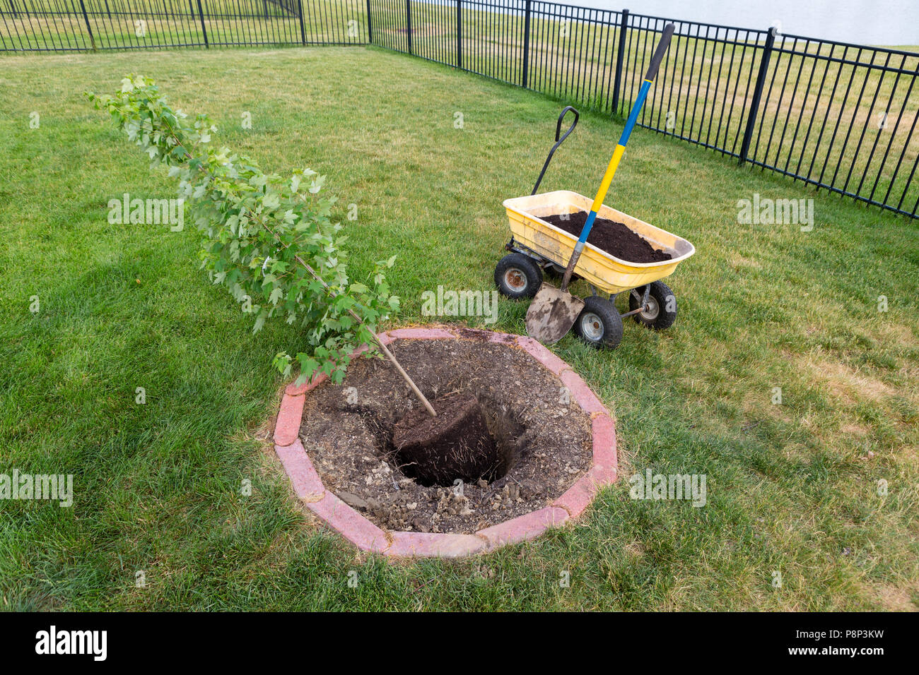 Per piantare un giovane germoglio di acero in un cortile in un foro scavato in un mattone circolare aiuola di fiori in un prato verde Foto Stock